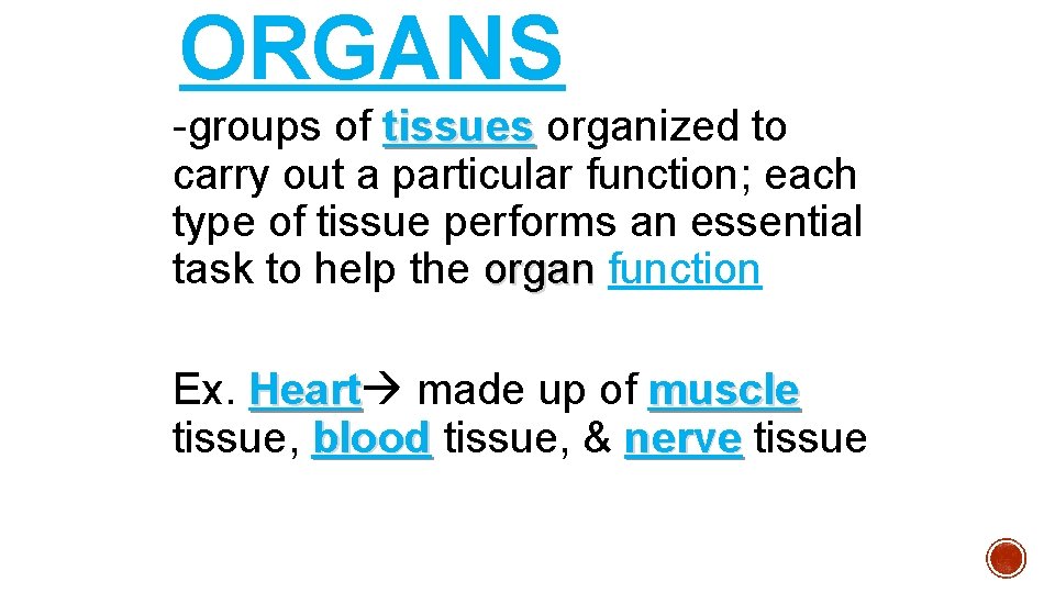 ORGANS -groups of tissues organized to carry out a particular function; each type of ORGANS -groups of tissues organized to carry out a particular function; each type of