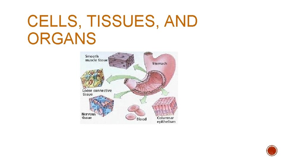 CELLS, TISSUES, AND ORGANS CELLS, TISSUES, AND ORGANS