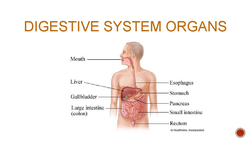 DIGESTIVE SYSTEM ORGANS DIGESTIVE SYSTEM ORGANS