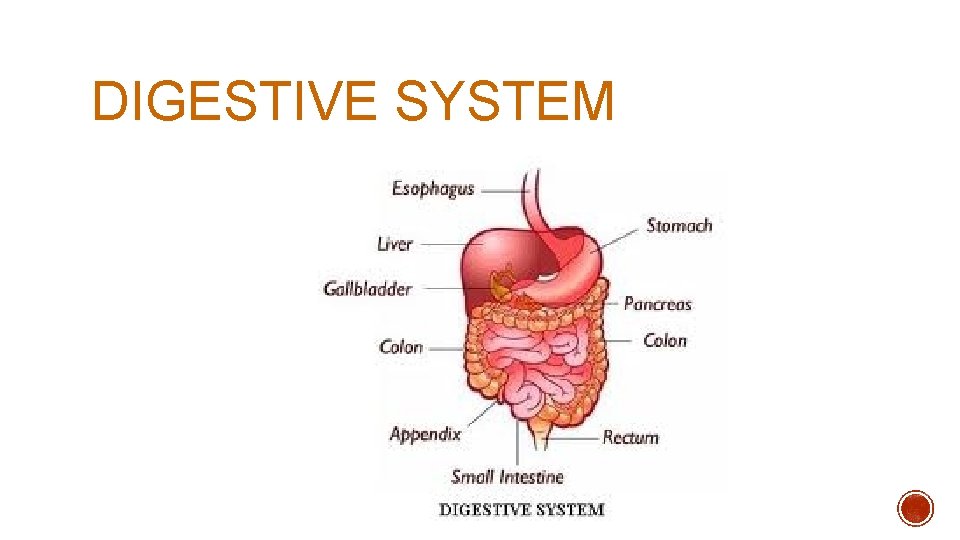 DIGESTIVE SYSTEM DIGESTIVE SYSTEM