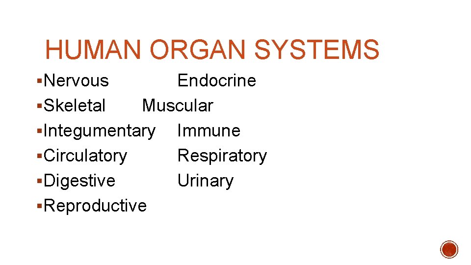 HUMAN ORGAN SYSTEMS §Nervous Endocrine §Skeletal Muscular §Integumentary Immune §Circulatory Respiratory §Digestive Urinary §Reproductive HUMAN ORGAN SYSTEMS §Nervous Endocrine §Skeletal Muscular §Integumentary Immune §Circulatory Respiratory §Digestive Urinary §Reproductive