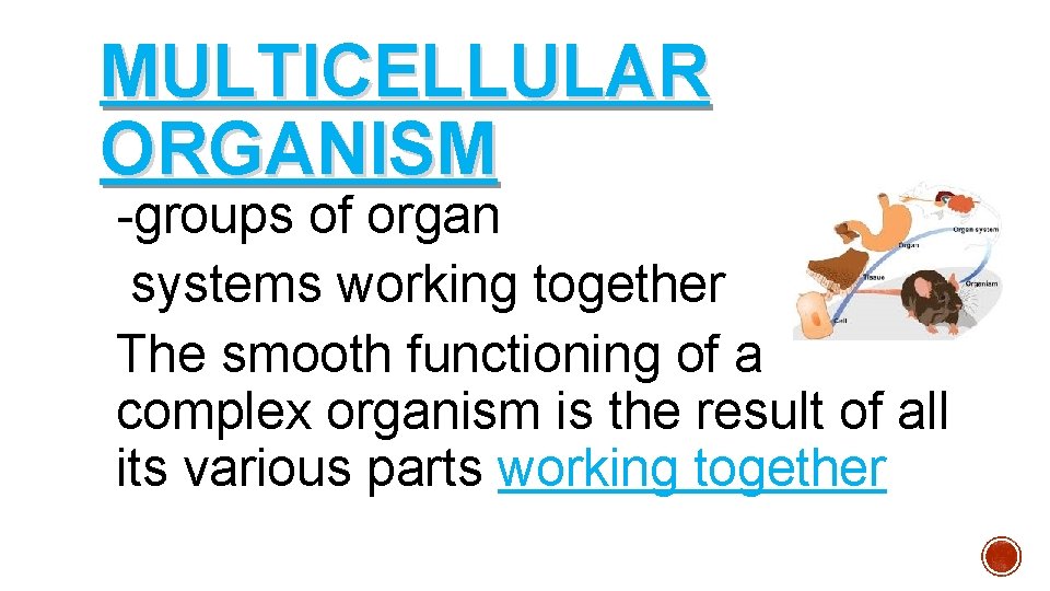 MULTICELLULAR ORGANISM -groups of organ systems working together The smooth functioning of a complex MULTICELLULAR ORGANISM -groups of organ systems working together The smooth functioning of a complex