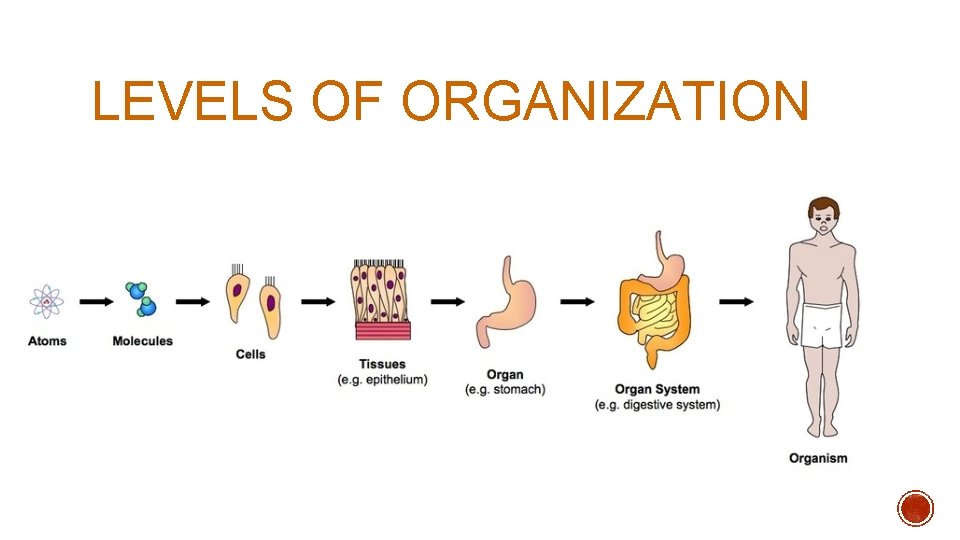LEVELS OF ORGANIZATION LEVELS OF ORGANIZATION