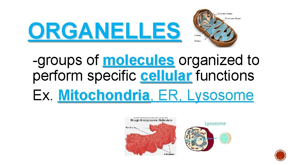 ORGANELLES -groups of molecules organized to perform specific cellular functions Ex. Mitochondria, Mitochondria ER, ORGANELLES -groups of molecules organized to perform specific cellular functions Ex. Mitochondria, Mitochondria ER,