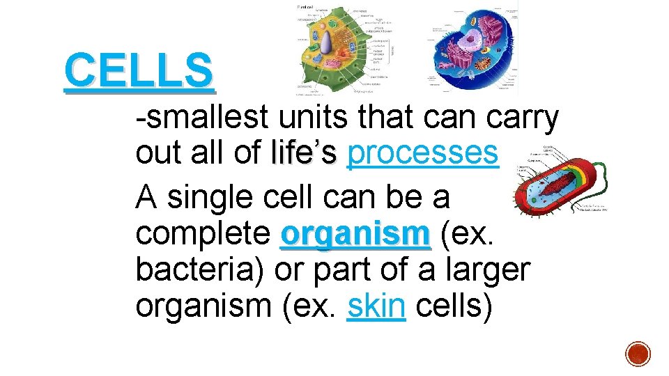 CELLS -smallest units that can carry out all of life’s processes A single cell CELLS -smallest units that can carry out all of life’s processes A single cell