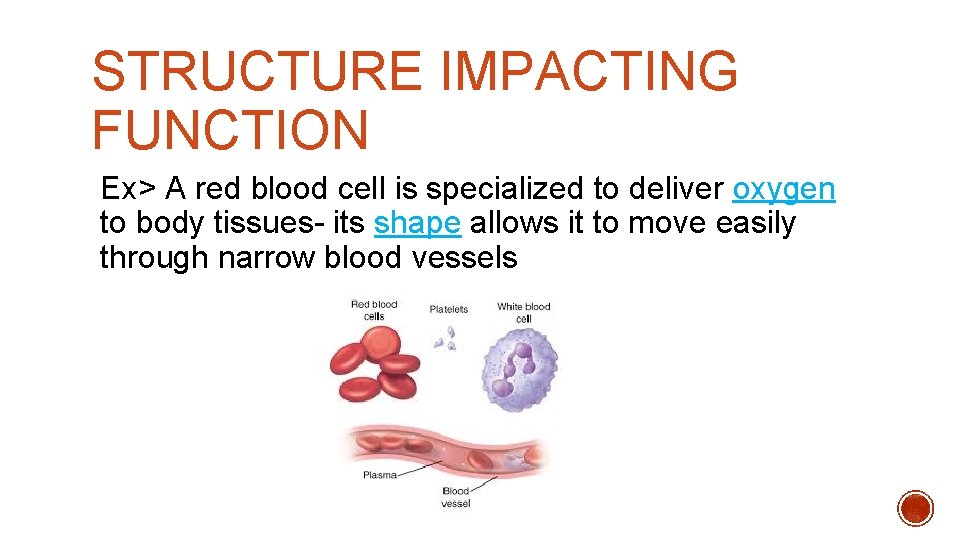 STRUCTURE IMPACTING FUNCTION Ex> A red blood cell is specialized to deliver oxygen to STRUCTURE IMPACTING FUNCTION Ex> A red blood cell is specialized to deliver oxygen to