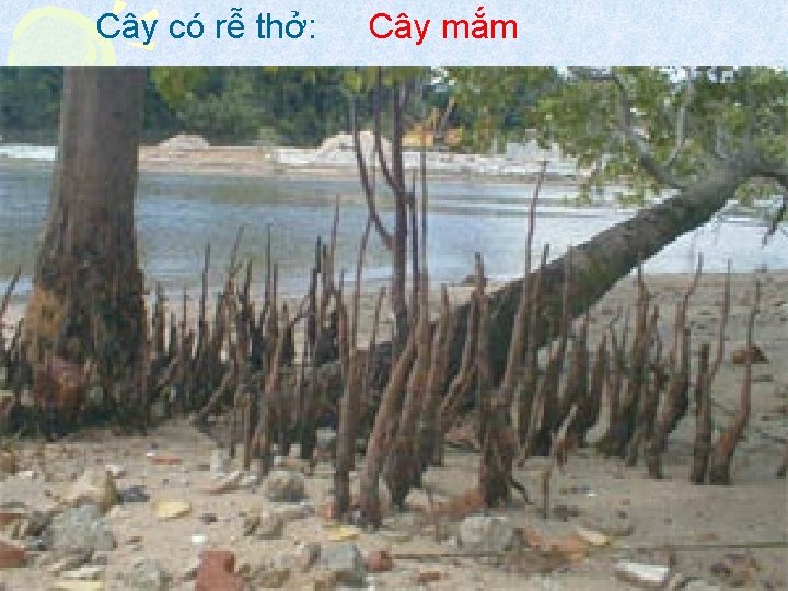 C rt Ci c Cy tru khng Cy