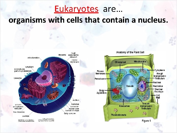 Eukaryotes are… organisms with cells that contain a nucleus. 