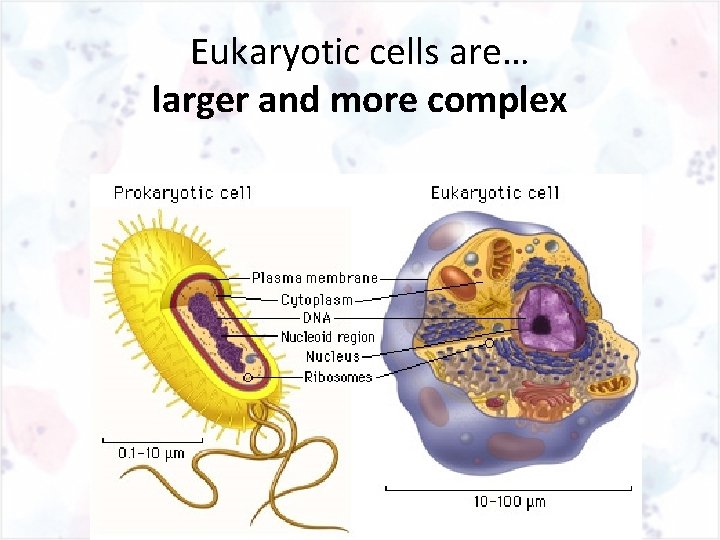 Eukaryotic cells are… larger and more complex 