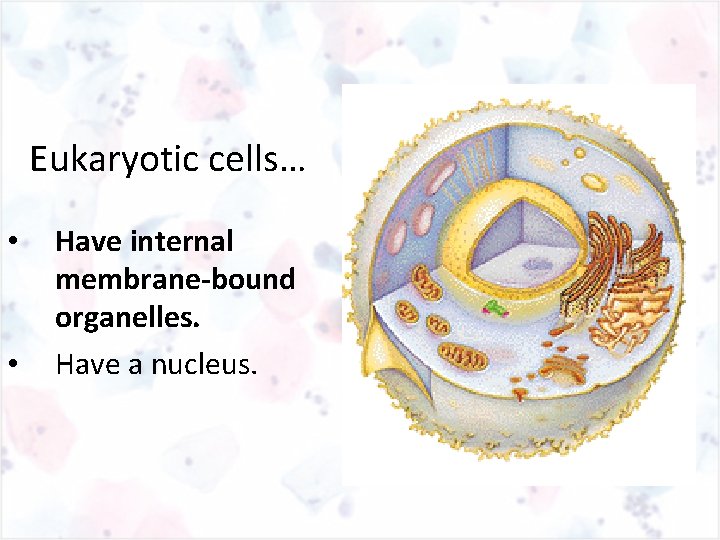 Eukaryotic cells… • • Have internal membrane-bound organelles. Have a nucleus. 