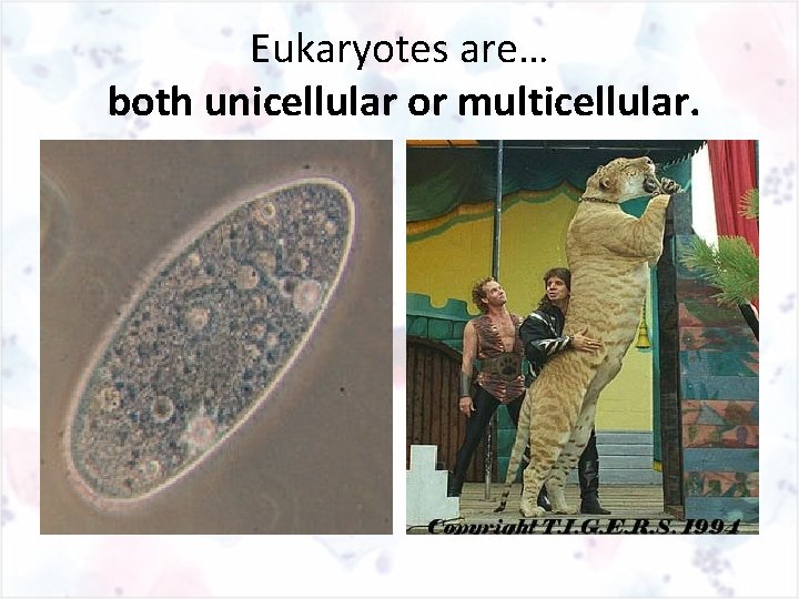 Eukaryotes are… both unicellular or multicellular. 