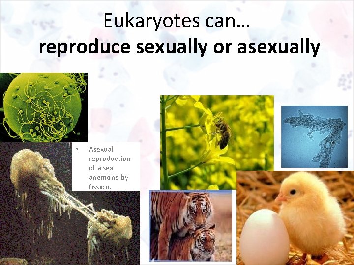 Eukaryotes can… reproduce sexually or asexually • Asexual reproduction of a sea anemone by