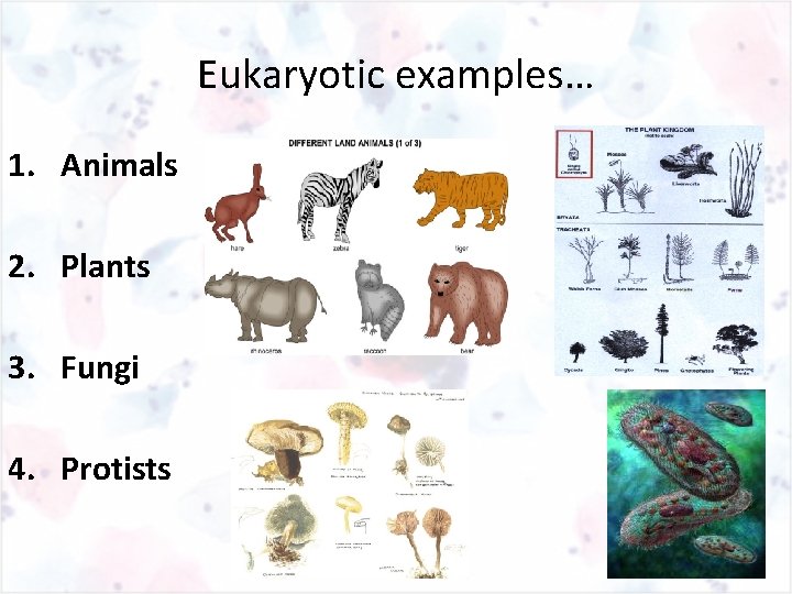 Eukaryotic examples… 1. Animals 2. Plants 3. Fungi 4. Protists 