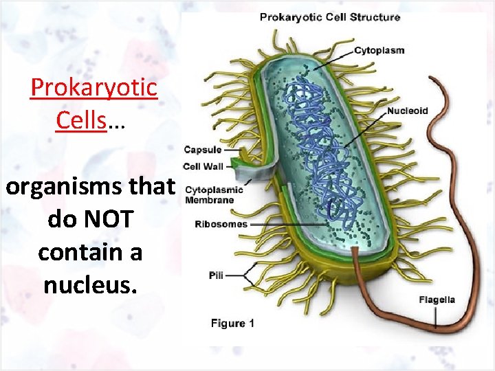 Prokaryotic Cells… organisms that do NOT contain a nucleus. 