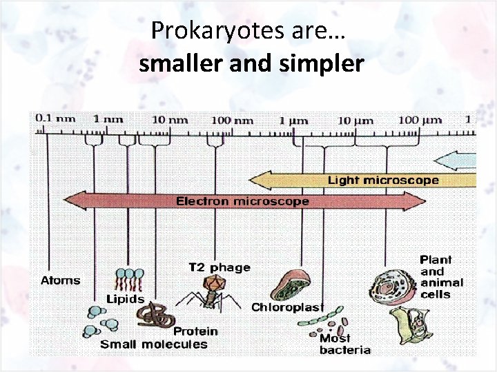 Prokaryotes are… smaller and simpler 