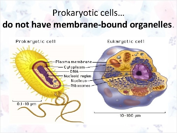 Prokaryotic cells… do not have membrane-bound organelles. 