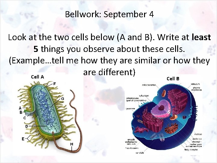 Bellwork: September 4 Look at the two cells below (A and B). Write at