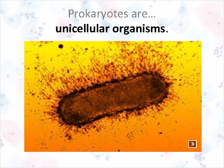 Prokaryotes are… unicellular organisms. 