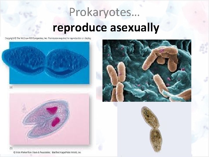 Prokaryotes… reproduce asexually 