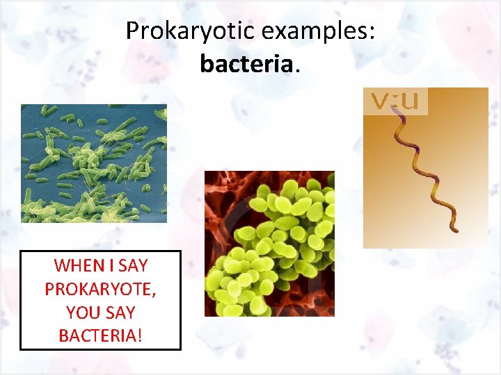 Prokaryotic examples: bacteria. WHEN I SAY PROKARYOTE, YOU SAY BACTERIA! 