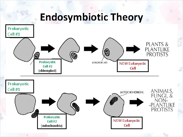 Endosymbiotic Theory Prokaryotic Cell #1 Prokaryotic Cell #2 (chloroplast) NEW Eukaryotic Cell Prokaryotic Cell