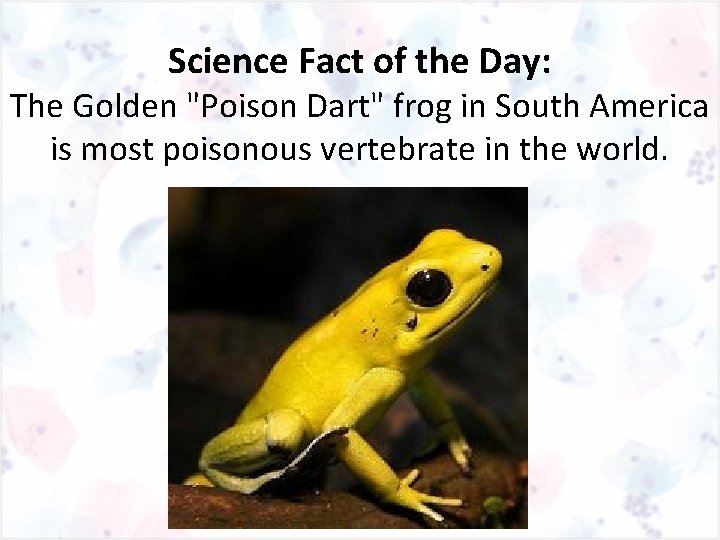 Science Fact of the Day: The Golden "Poison Dart" frog in South America is