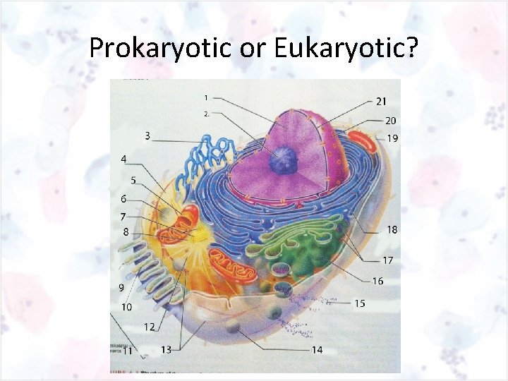 Prokaryotic or Eukaryotic? 