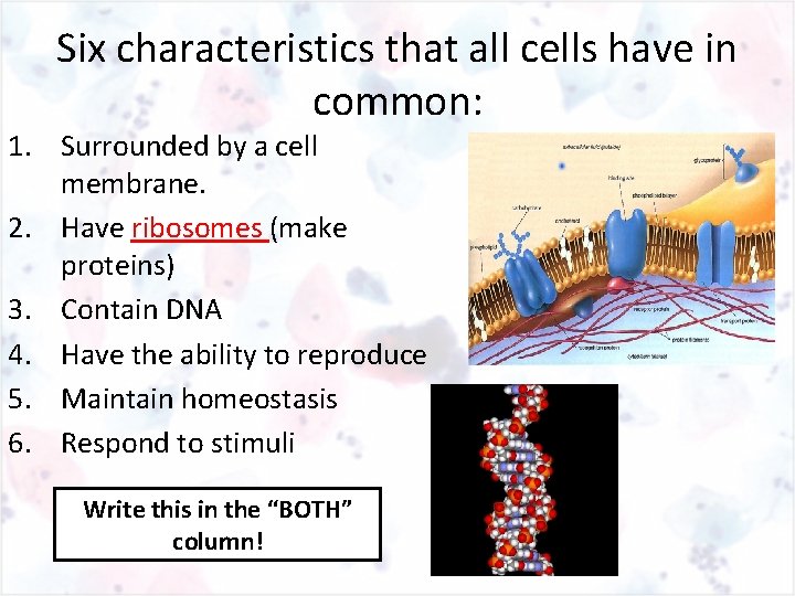 Six characteristics that all cells have in common: 1. Surrounded by a cell membrane.