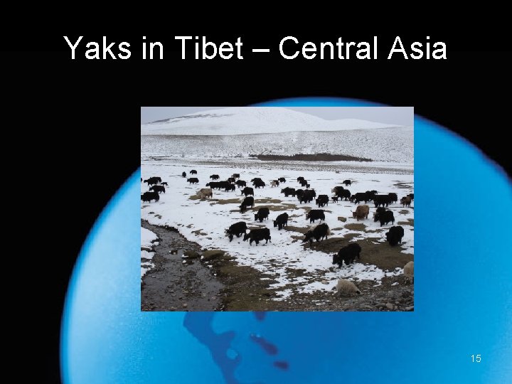 Yaks in Tibet – Central Asia 15 