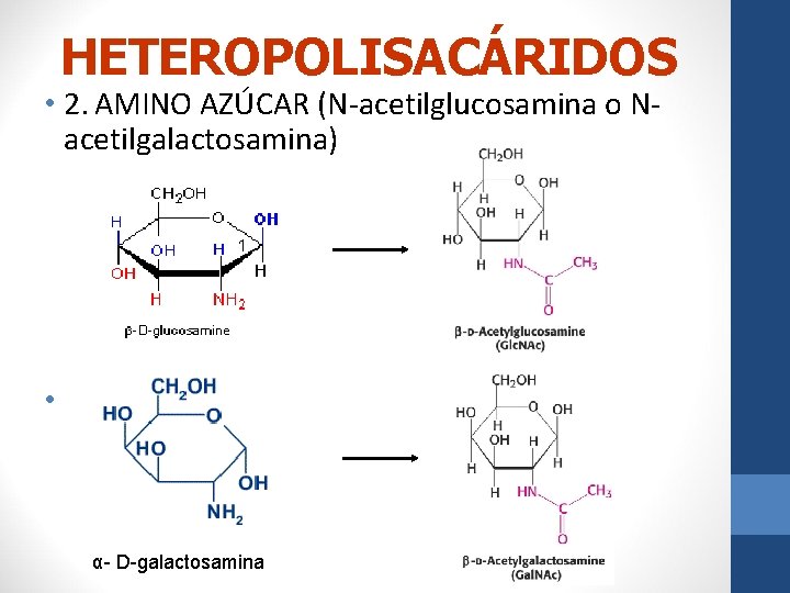 HETEROPOLISACÁRIDOS • 2. AMINO AZÚCAR (N-acetilglucosamina o Nacetilgalactosamina) • α- D-galactosamina 