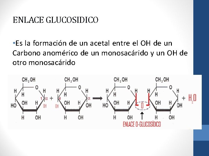 ENLACE GLUCOSIDICO • Es la formación de un acetal entre el OH de un