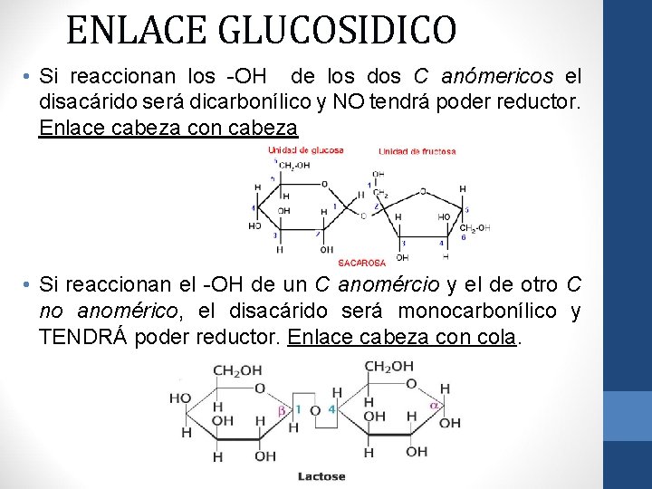 ENLACE GLUCOSIDICO • Si reaccionan los -OH de los dos C anómericos el disacárido