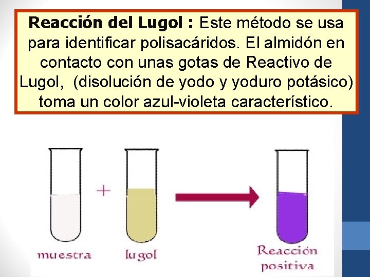Reacción del Lugol : Este método se usa para identificar polisacáridos. El almidón en