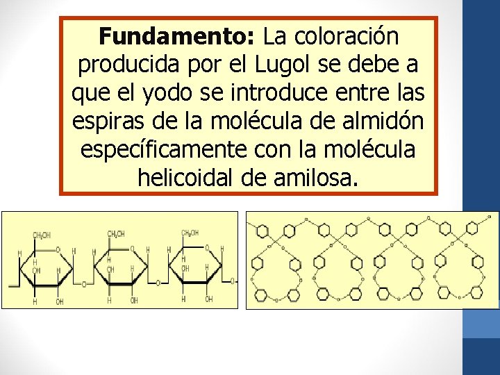 Fundamento: La coloración producida por el Lugol se debe a que el yodo se