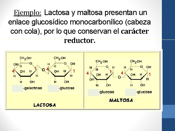 Ejemplo: Lactosa y maltosa presentan un enlace glucosídico monocarbonílico (cabeza con cola), por lo