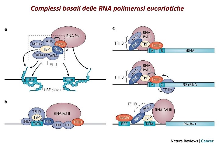 Complessi basali delle RNA polimerasi eucariotiche 