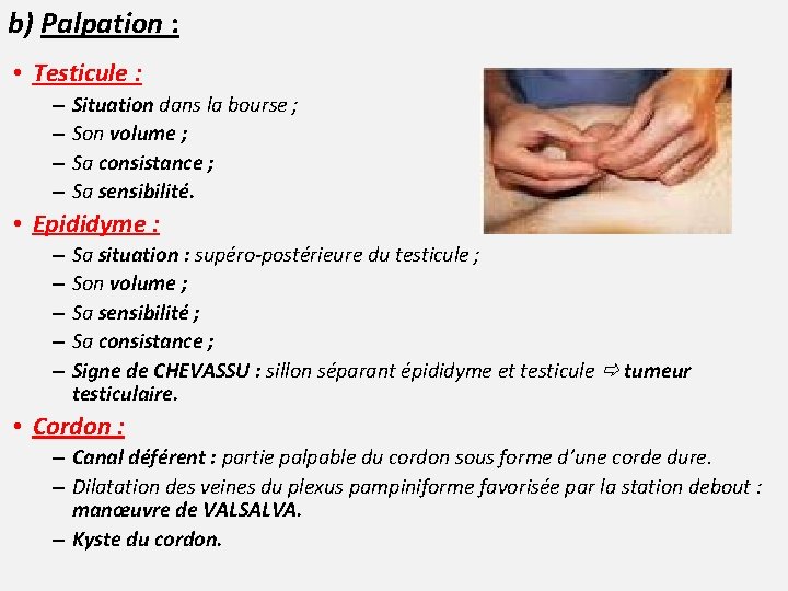 b) Palpation : • Testicule : – – Situation dans la bourse ; Son
