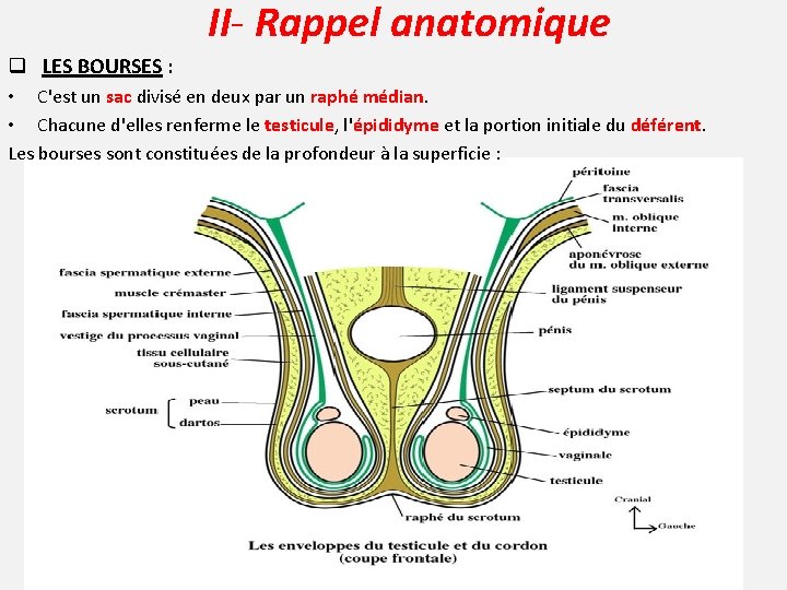 II- Rappel anatomique q LES BOURSES : • C'est un sac divisé en deux