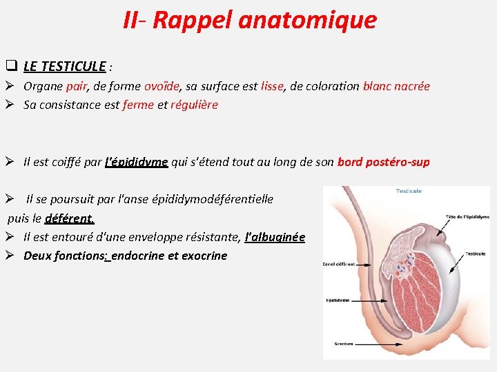 II- Rappel anatomique q LE TESTICULE : Ø Organe pair, de forme ovoïde, sa