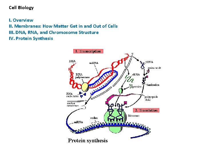 Cell Biology I. Overview II. Membranes: How Matter Get in and Out of Cells