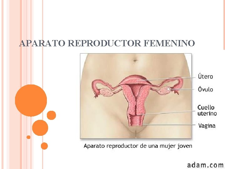 APARATO REPRODUCTOR FEMENINO 