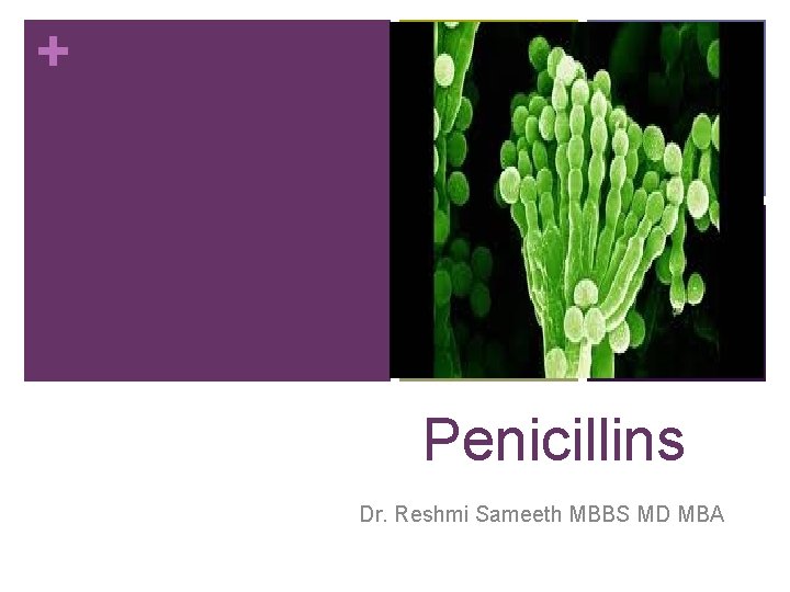 + Penicillins Dr. Reshmi Sameeth MBBS MD MBA 