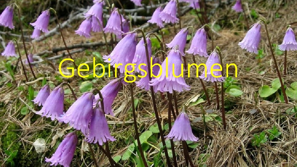 Gebirgsblumen 