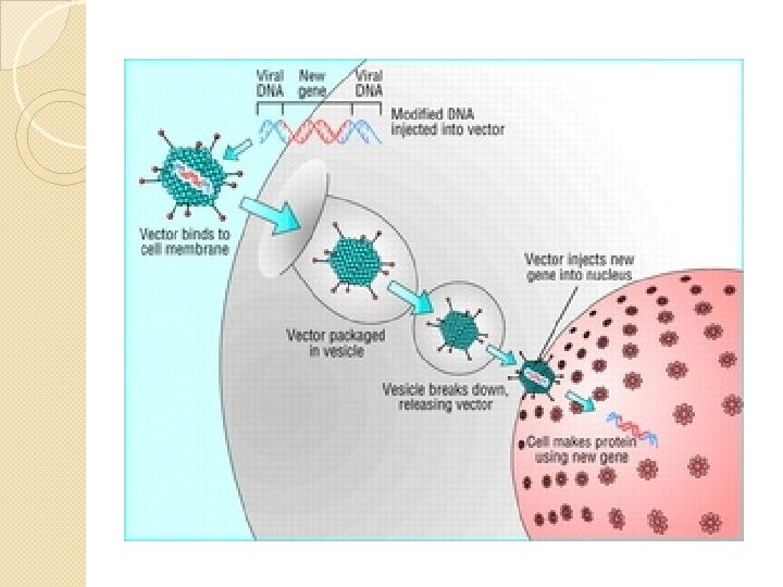 Gene Therapy and Viral Vector Lecture 1 We