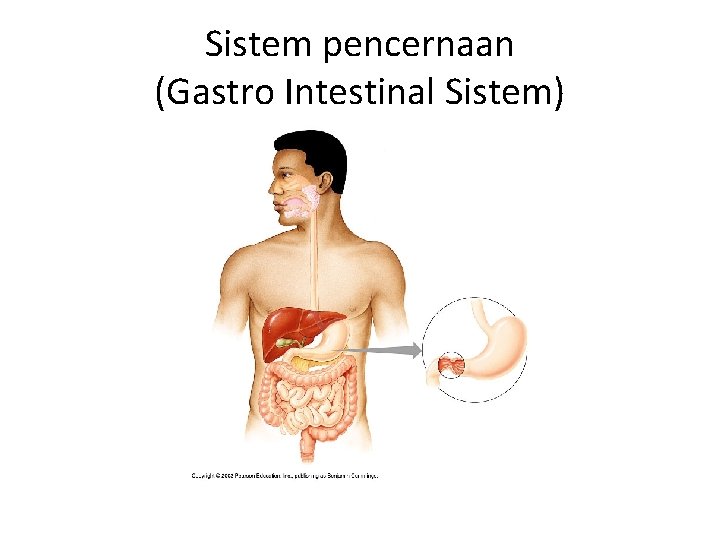 Sistem pencernaan (Gastro Intestinal Sistem) 