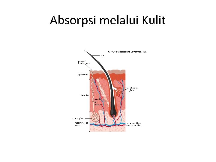 Absorpsi melalui Kulit 