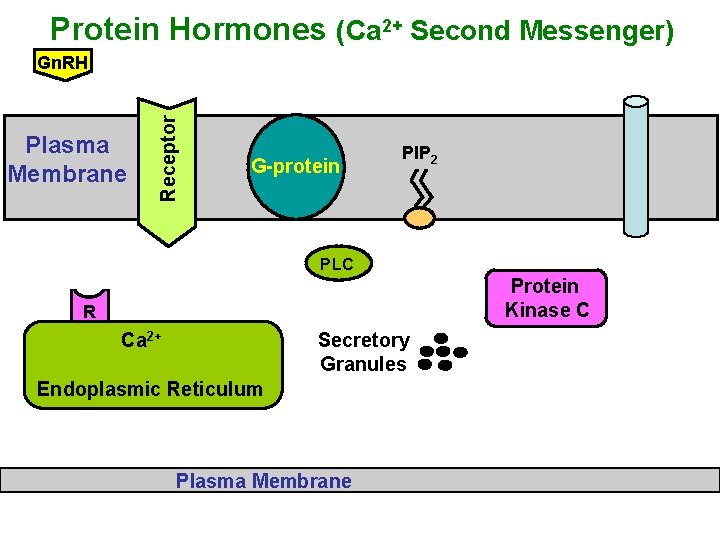 Protein Hormones (Ca 2+ Second Messenger) Plasma Membrane Receptor Gn. RH G-protein PIP 2