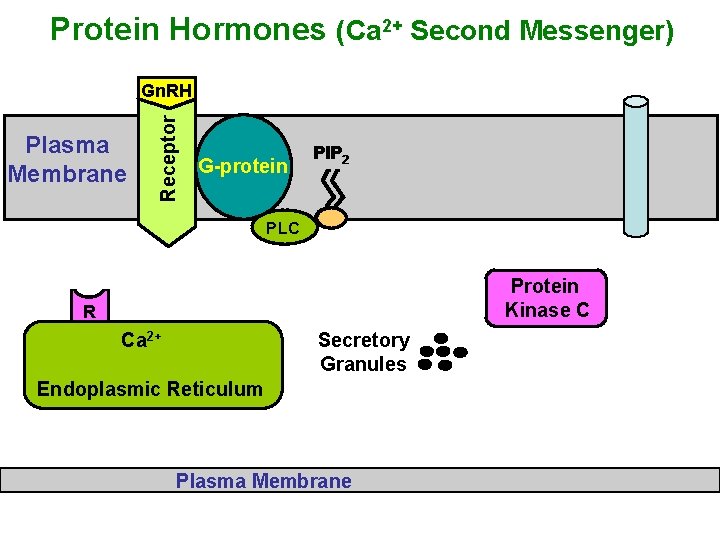 Protein Hormones (Ca 2+ Second Messenger) Plasma Membrane Receptor Gn. RH G-protein PIP 2