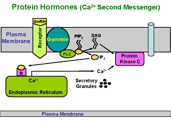 Protein Hormones (Ca 2+ Second Messenger) Plasma Membrane Receptor Gn. RH G-protein PIP 2