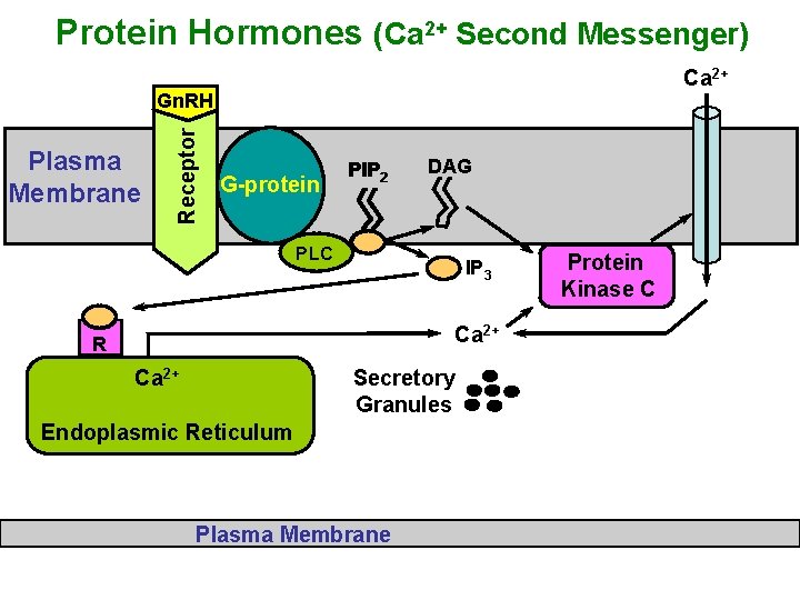 Protein Hormones (Ca 2+ Second Messenger) Ca 2+ Plasma Membrane Receptor Gn. RH G-protein